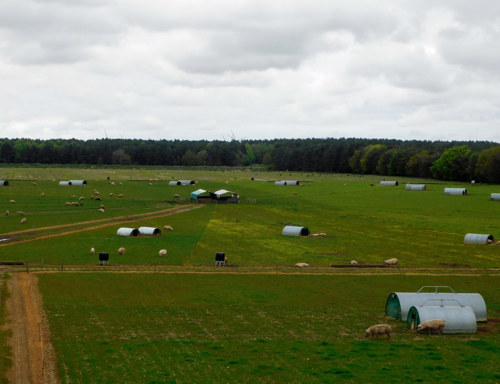 Outdoor service area with pigs on grass